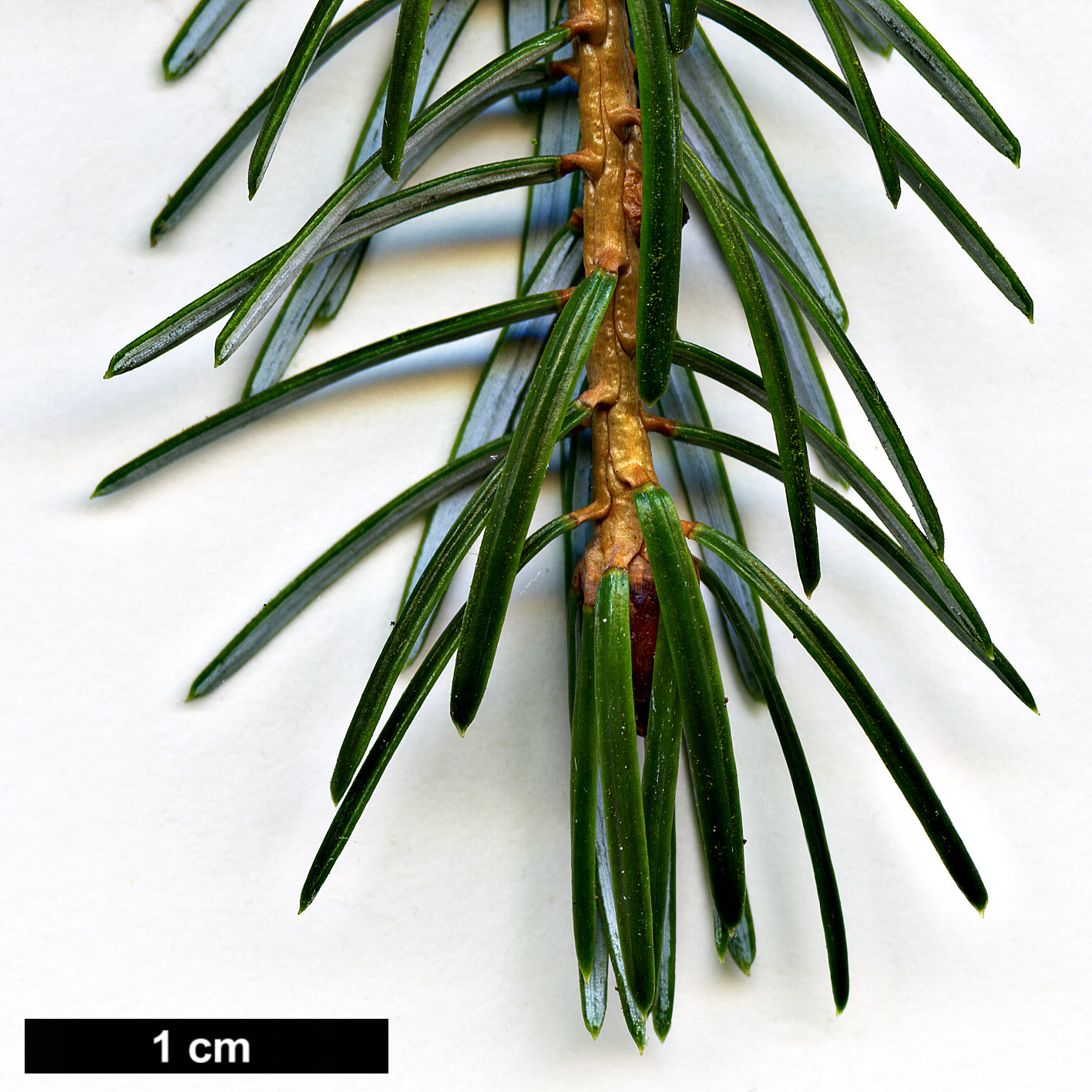 High resolution image: Family: Pinaceae - Genus: Picea - Taxon: brachytyla - SpeciesSub: var. complanata